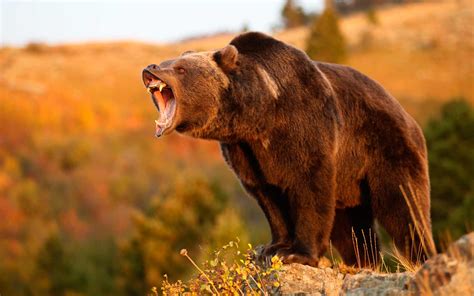 Grizzly Bear Hunting A No Go In Montanathis Year Montana Hunting And
