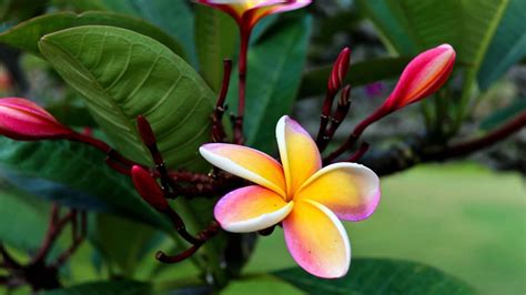 Hawaiian Plumeria Flower Wallpapers Wallpaper Cave