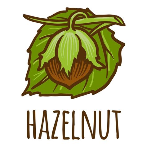 Premium Vector Hazelnut Icon Hand Drawn Illustration Of Hazelnut