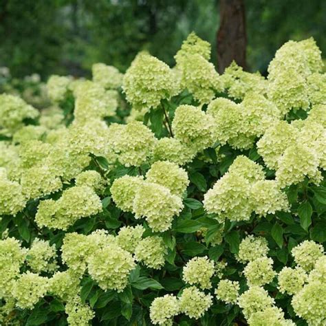 Hydrangea Little Lime Panicle Hydrangea Sugar Creek Gardens