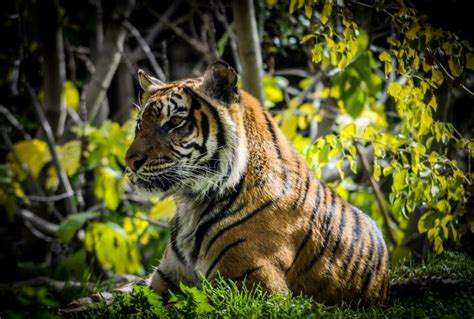 Bengal Tiger Endangered Species Sitting On Grass January 2020 Stock
