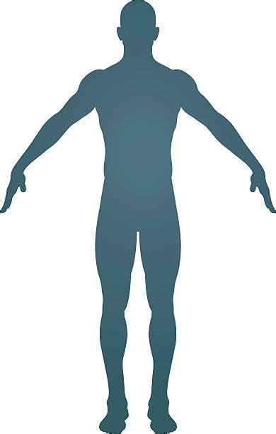 82700 Human Body Silhouette Stock Illustrations Royalty Free Vector