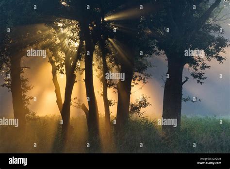 Sunbeams Through Trees Stock Photo Alamy