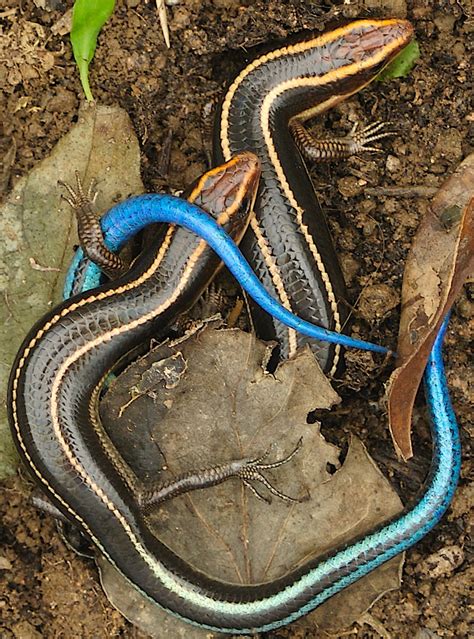 Hong Kong Lizard Blue Tailed Skinks In Love In Hong Kong Blue Tailed Skink 四 石龍子 Blue Tail