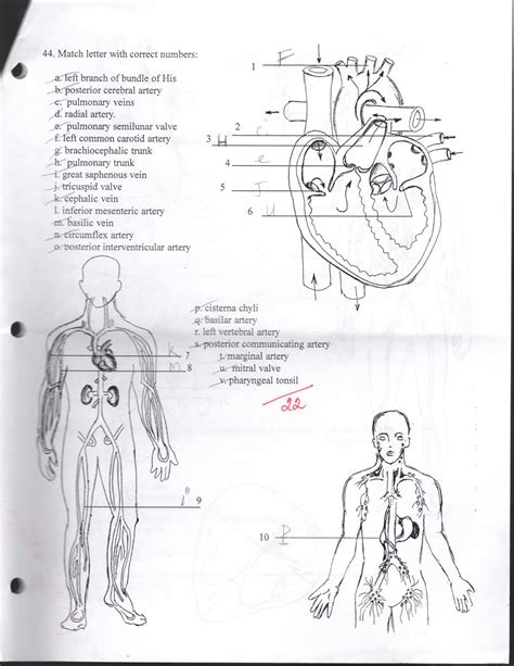 Co The Hoc Human Anatomy And Physiology Ii Exam 2