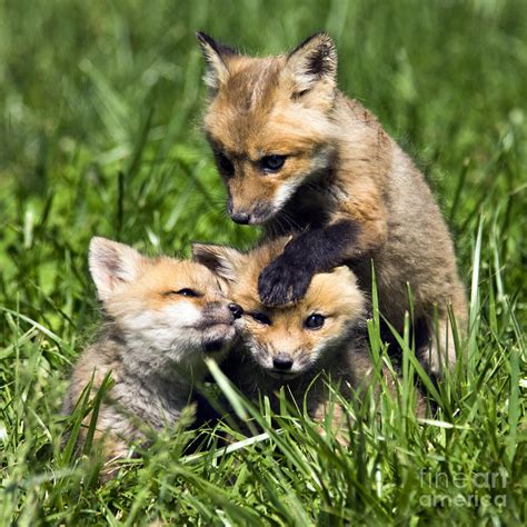 Red Fox Babies D006647 Photograph By Daniel Dempster Pixels