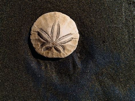 Intriguing Sand Dollar Facts
