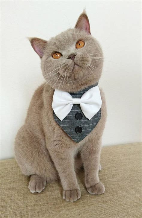 National Bow Tie Day Check Out These 5 Fashionable Instagram Cats With
