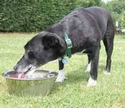 Whether he's recovering from surgery or just not feeling well, you need to know how to make a dog drink water. Drinks that should not be given for the dog | Doggy Lover Info