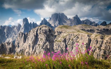 Cadini Di Misurina Italian Dolomites Wild Flowers Rocky Mountain Nature