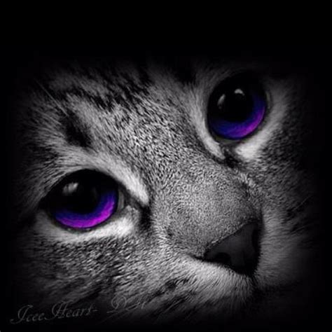 Purple Eyed Beauty