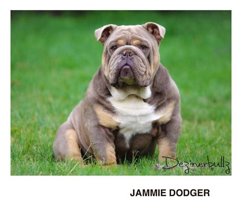 Explore 800 listings for lilac bulldogs for sale at best prices. Lilac, Blue and Tan English Bulldog Puppies | Nottingham ...