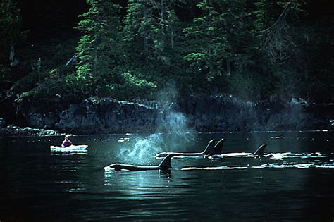 Kingcome Inlet British Columbia Travel And Adventure Vacations