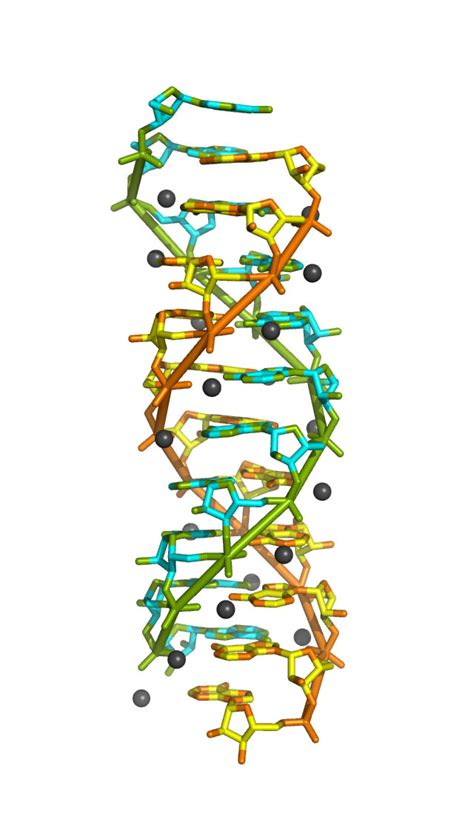 Structure of dna & rna by himanshu dev vmmc & sjh. RNA double helix structure identified using synchrotron ...