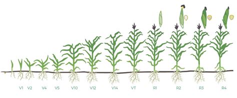 Start Finish The Alpine Bio K System For Maximizing Corn Yields