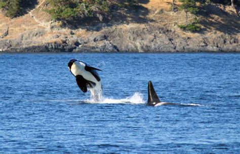 Research And Technology Wont Feed Starving Southern Resident Orcas