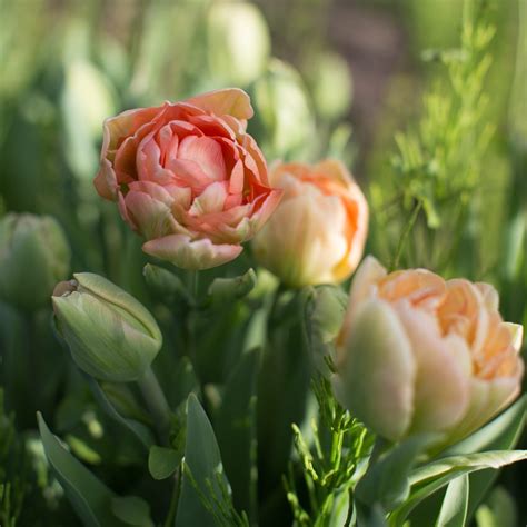 Tulip 'Charming Beauty' - Floret Flowers