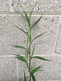 tall weed w dark single stem and slender leaves in the Plant ID forum ...