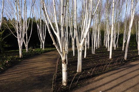 11 Common Species Of Birch Trees