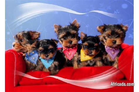 When talking about the best dog food for yorkies, the debate between canned and dry dog food has been going on for years. Teacup Yorkies for Sale | Dogs / Puppies for sale in ...