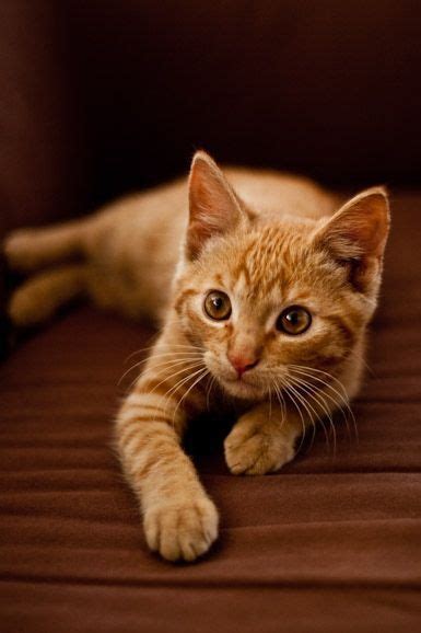 Kittens Cutest Orange Tabby Cats Cute Animals