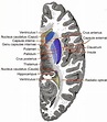 Globus pallidus | Radiology Reference Article | Radiopaedia.org