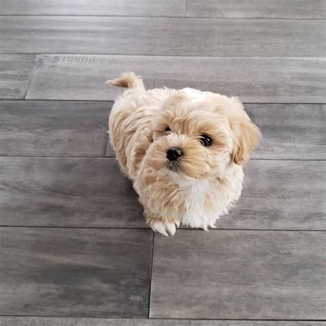 We did not find results for: Sweet Ellie the Maltipoo with gorgeous apricot and white highlights (With images) | Maltipoo ...