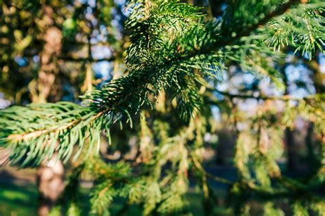 Pine Branch In Coniferous Forest Free Photo On Barnimages