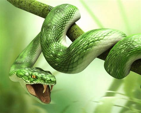 Angry Snake On Tree Wallpapers Share