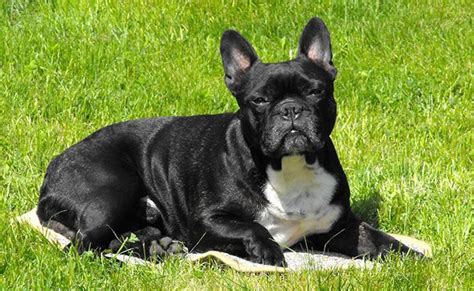 The breed is the result of a cross between toy bulldogs imported from england, and local ratters in paris, france, in the 1800s. French Bulldog Puppies - Complete Dog Breed Information ...
