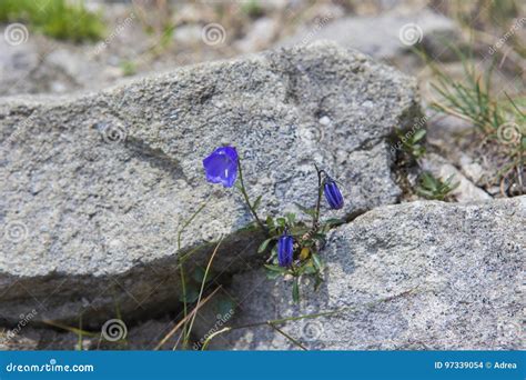 A Small Mountain Purple Flower Stock Photo Image Of Botany