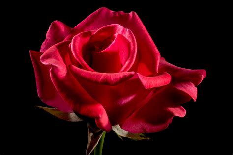 Free Images Blossom Flower Petal Pink Red Rose Floribunda Rose