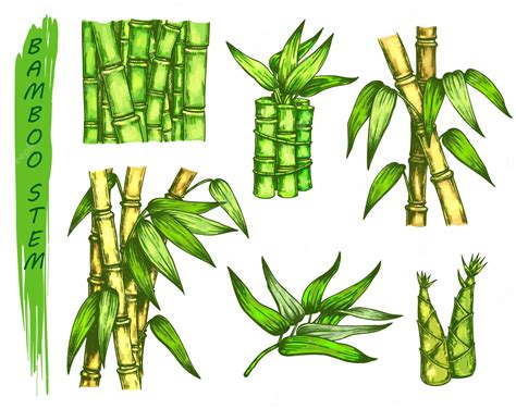 Conjunto De Coloridos Dibujos De Tallo De Bambú Tallos De Plantas