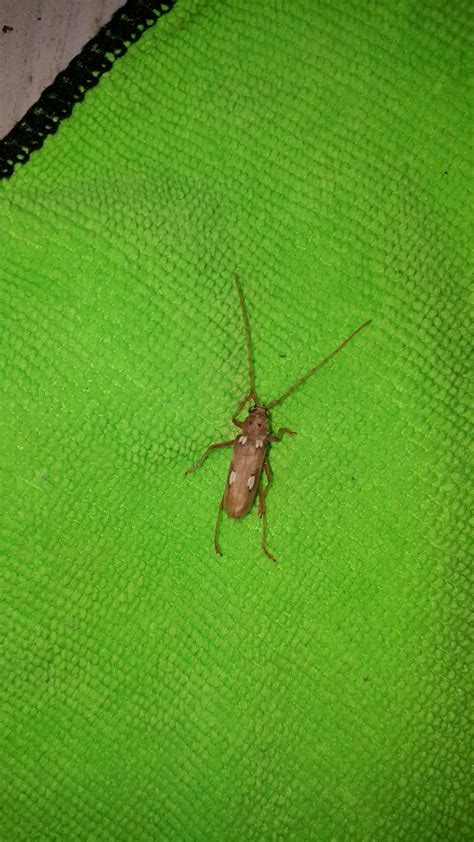 Can You Help Me Identify This Insect Insects