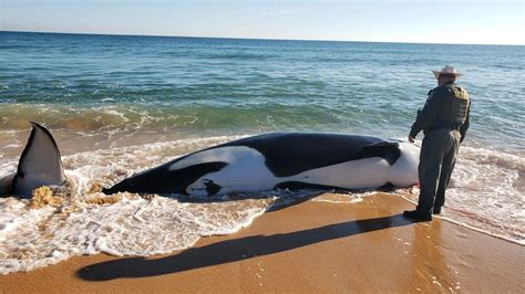 Orca Whale Dies On Florida Shore After Killer Whale Beaches Itself