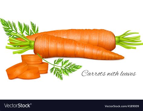 Carrots With Leaves Royalty Free Vector Image Vectorstock