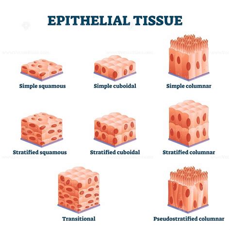 Epithelial Tissue With Labeled Squamous Cuboidal And Columnar Examples