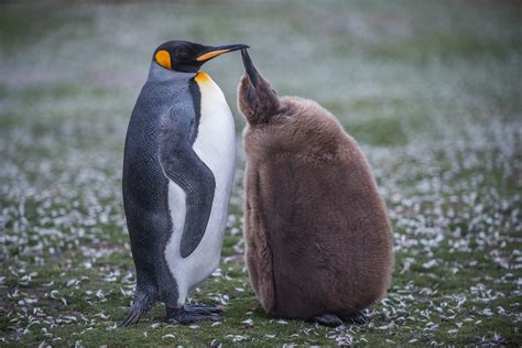 King Penguin Mother And Chick Sean Crane Photography