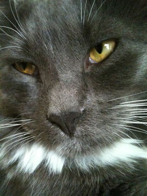 According to those researching the sarcasm detector, some of the most common indicators in an author's profile include the terms, sarcasm, chemistry, atheist, and humor. Sarcastic Cat 'Really Loves What You've Done With...