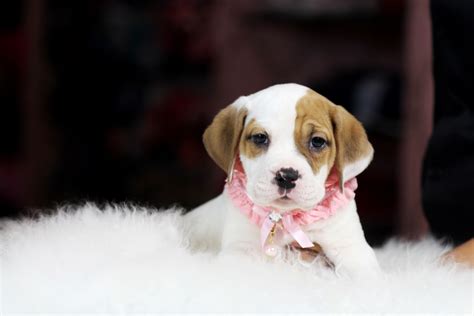 A Brown And White Puppy Wearing A Pink Collar Sitting On Top Of A
