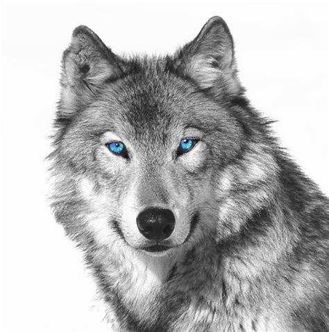 33 Best White Wolves With Bright Blue Eyes Images On Pinterest White