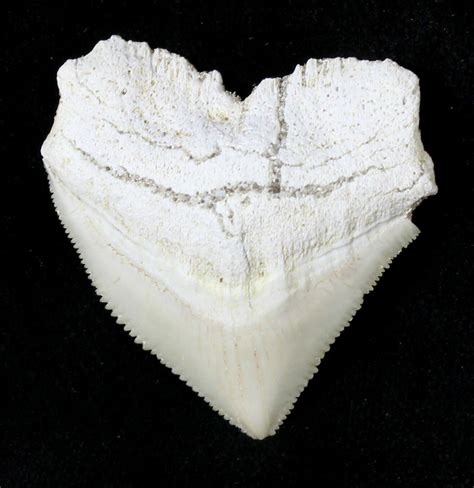 Nice Squalicorax Crow Shark Fossil Tooth For Sale 19288