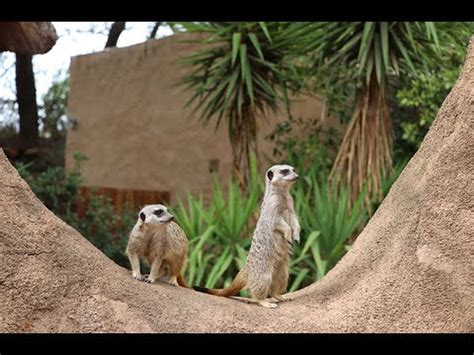 Extreme Home Makeover Meerkat Edition Cango Wildlife Ranch