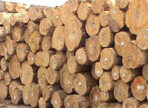 Softwood Timber Nz Radiata Pine Wood Wholesaler From Chennai