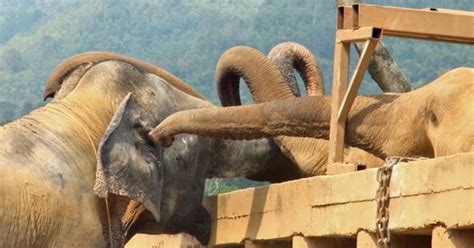 The Rescued Blind Elephant Receives A Heartwarming Welcome By A Herd In