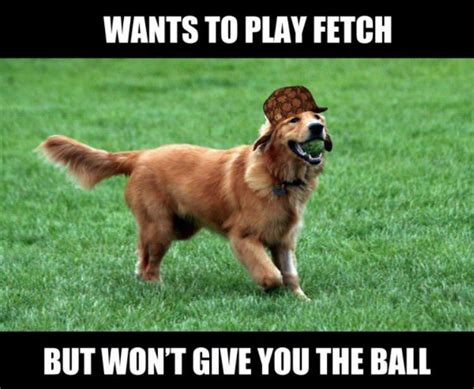 Dog Wants To Play Fetch