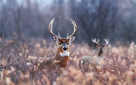 47 Hd Deer Wallpaper