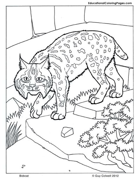 Baby Bobcat Coloring Pages