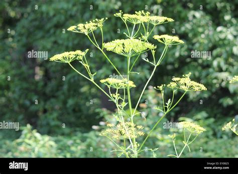 Yellow Head And Seeds Of A Wild Parsnip Pastinaca Sativa Weed In