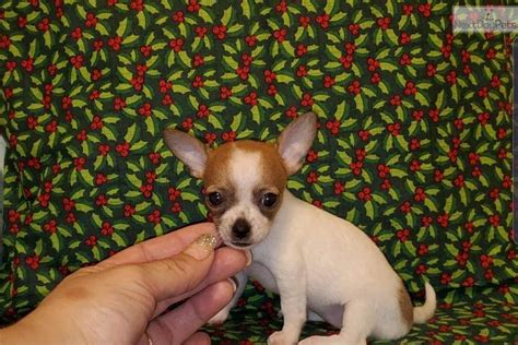 67 Chihuahua Puppies Texas Photo Bleumoonproductions